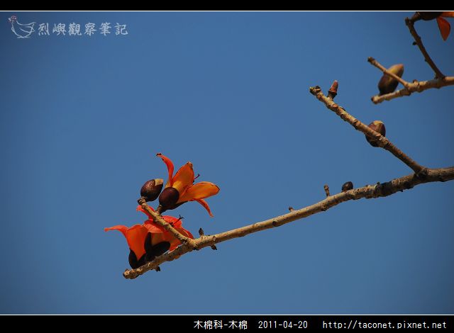 木棉科-木棉_08.jpg