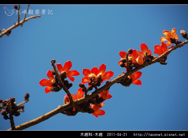 木棉科-木棉_20.jpg
