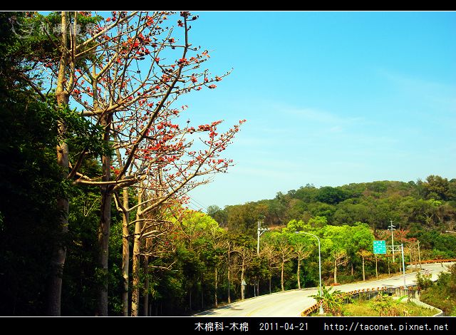 木棉科-木棉_18.jpg