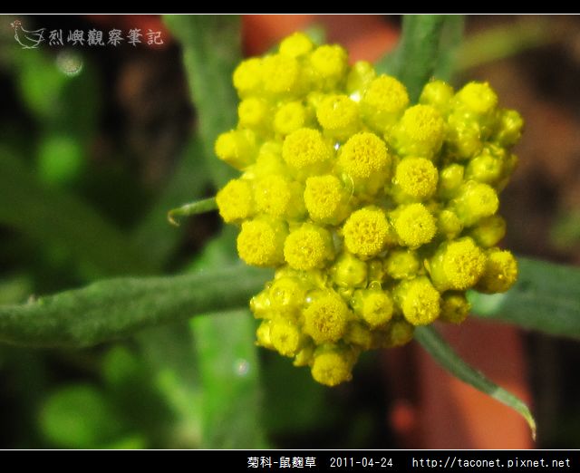 菊科-鼠麴草_09.jpg