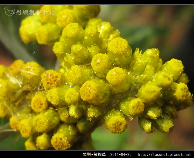 菊科-鼠麴草_06.jpg