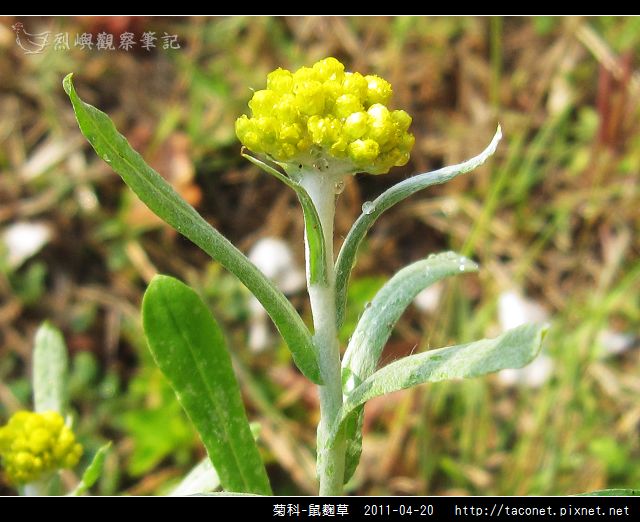 菊科-鼠麴草_04.jpg