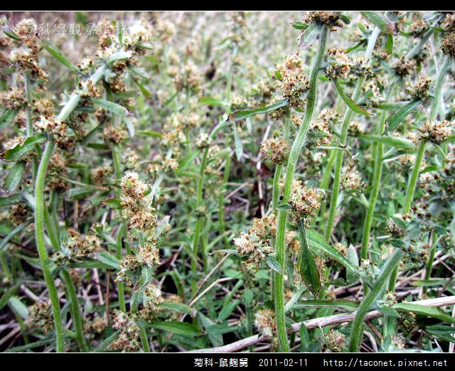 菊科-鼠麴舅_05.jpg
