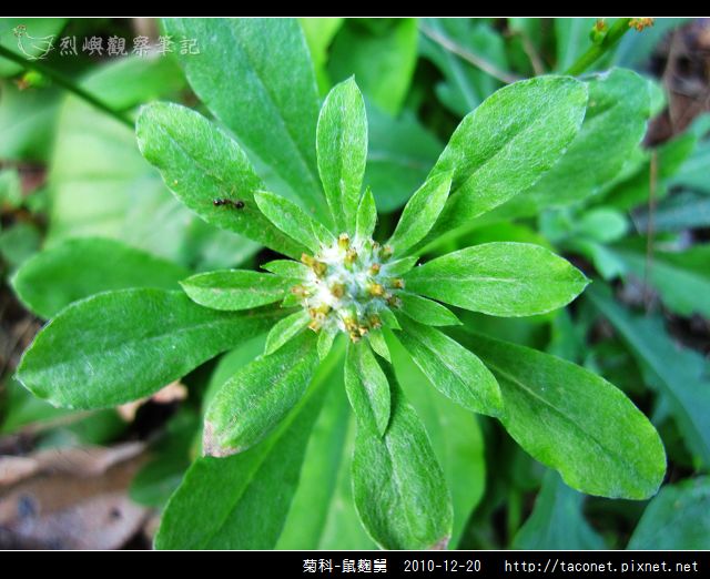 菊科-鼠麴舅_02.jpg