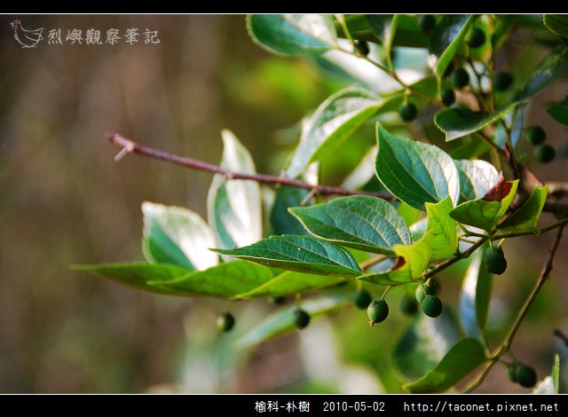 榆科-朴樹_06.jpg