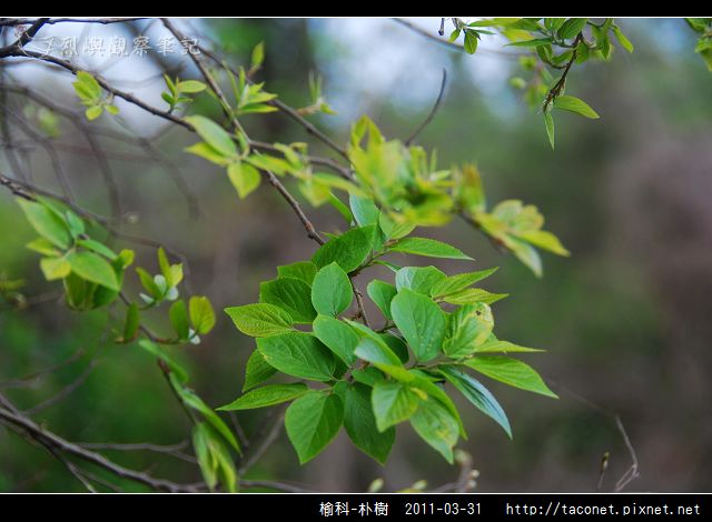 榆科-朴樹_02.jpg