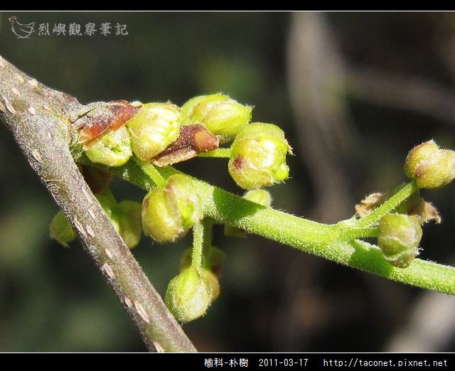 榆科-朴樹_09.jpg