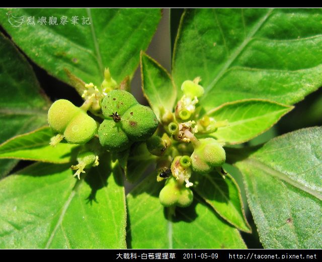 大戟科-白苞猩猩草_22.jpg