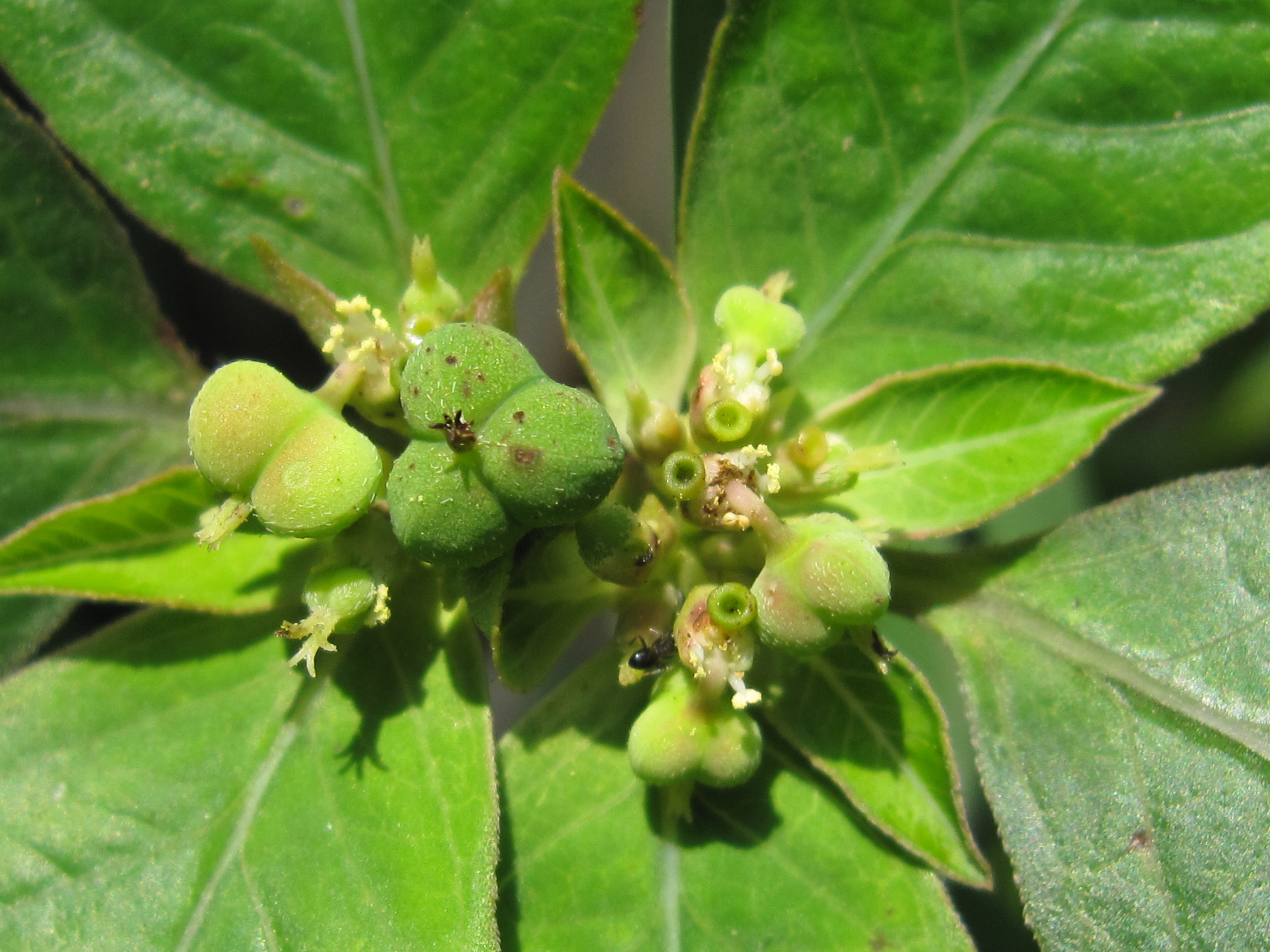 大戟科-白苞猩猩草_13.JPG