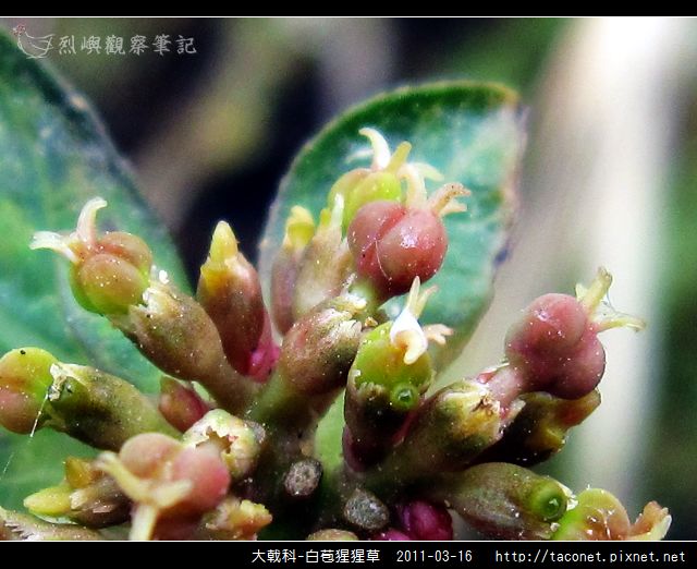 大戟科-白苞猩猩草_12.jpg