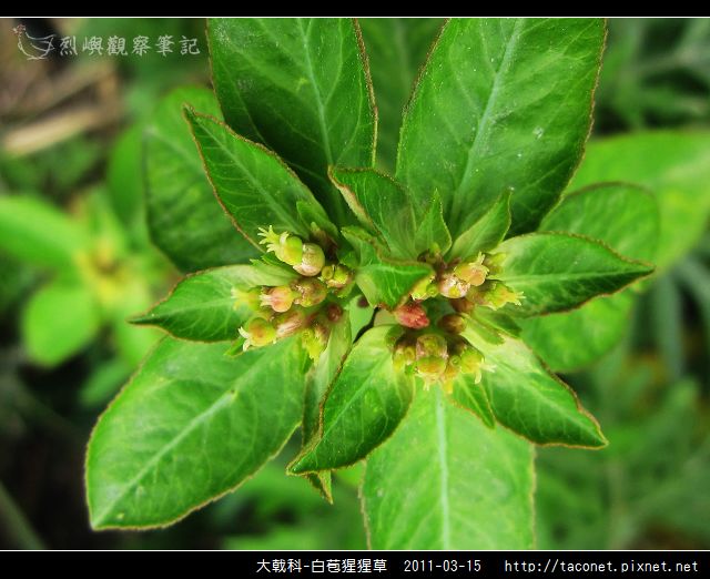 大戟科-白苞猩猩草_11.jpg