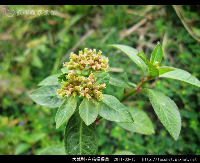 大戟科-白苞猩猩草_08.jpg