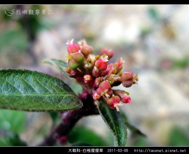 大戟科-白苞猩猩草_07.jpg