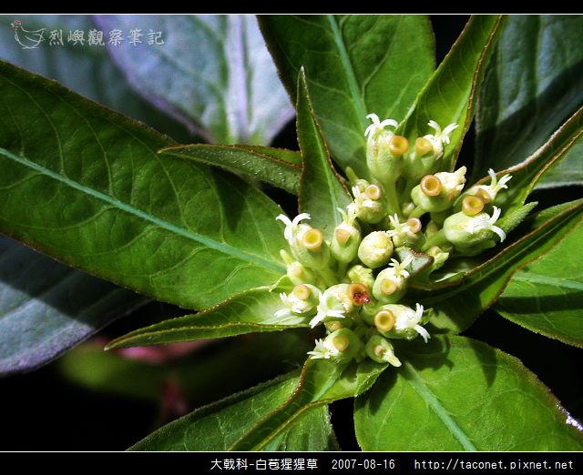 大戟科-白苞猩猩草_06.jpg