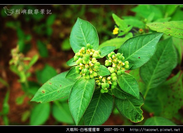大戟科-白苞猩猩草_05.jpg
