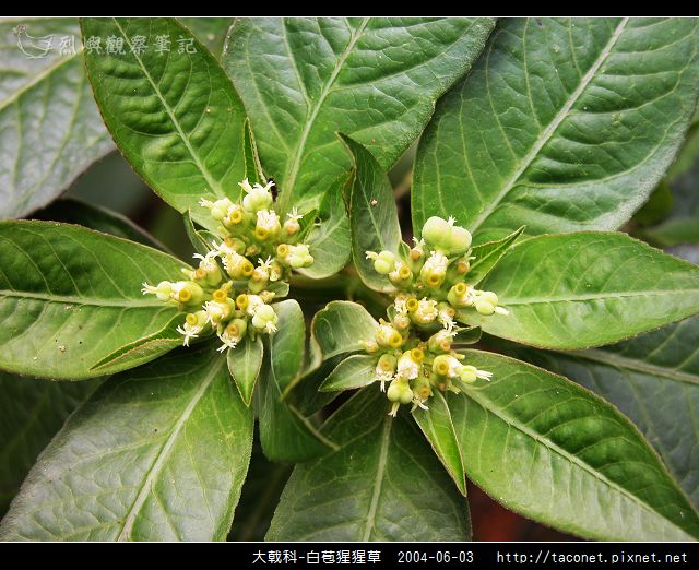 大戟科-白苞猩猩草_04.jpg