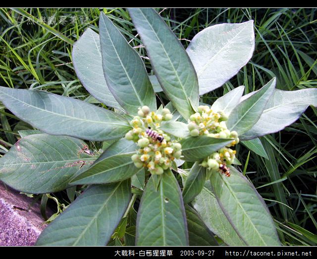 大戟科-白苞猩猩草_03.jpg