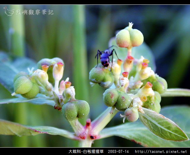 大戟科-白苞猩猩草_02.jpg