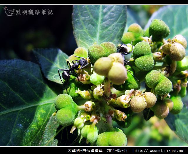 大戟科-白苞猩猩草_20.jpg