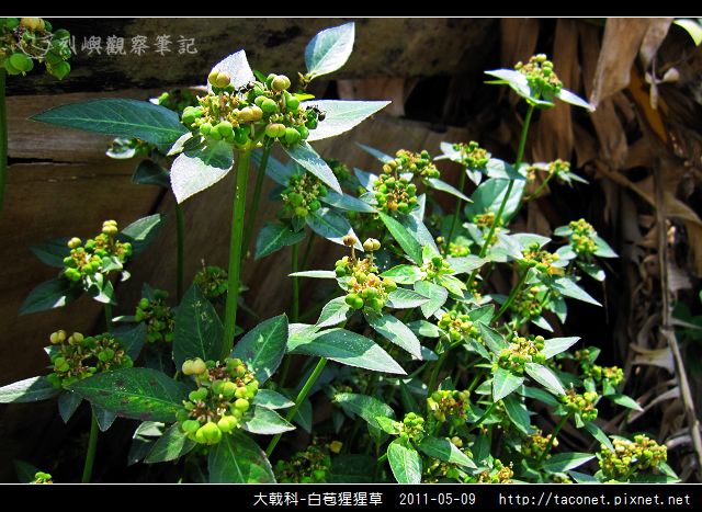 大戟科-白苞猩猩草_19.jpg
