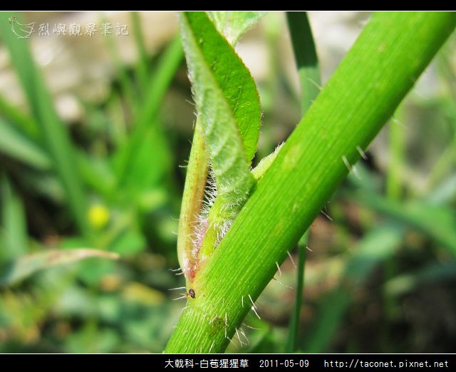 大戟科-白苞猩猩草_14.jpg