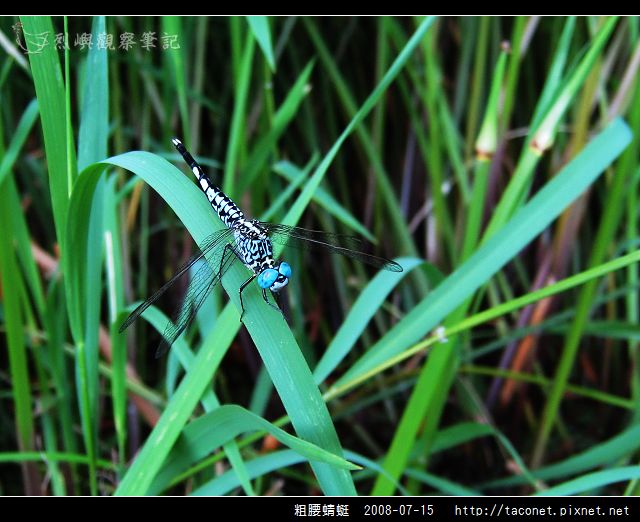 粗腰蜻蜓_08.jpg