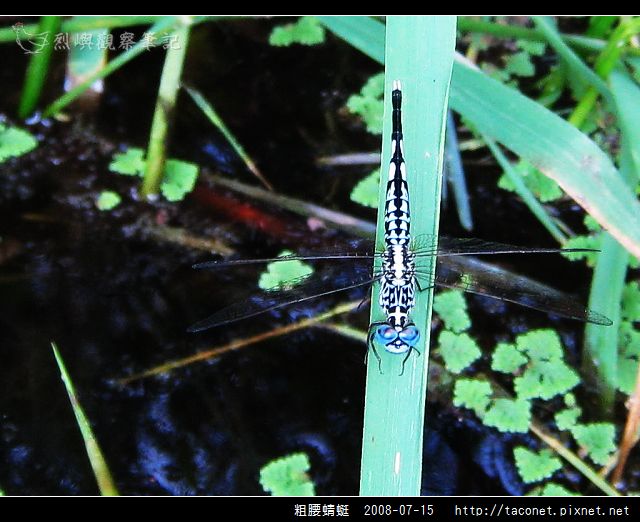 粗腰蜻蜓_07.jpg