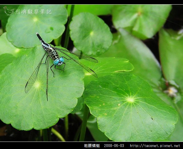 粗腰蜻蜓_05.jpg