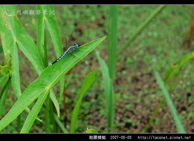 粗腰蜻蜓_03.jpg