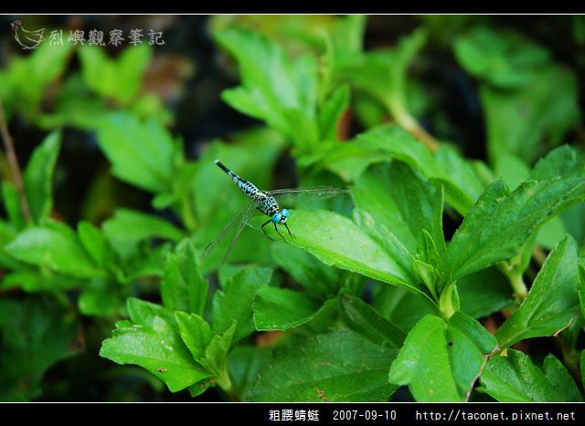 粗腰蜻蜓_02.jpg