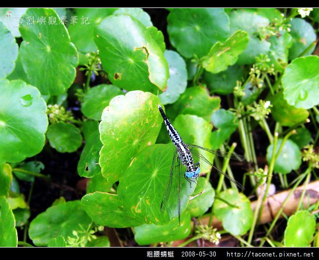 粗腰蜻蜓_04.jpg