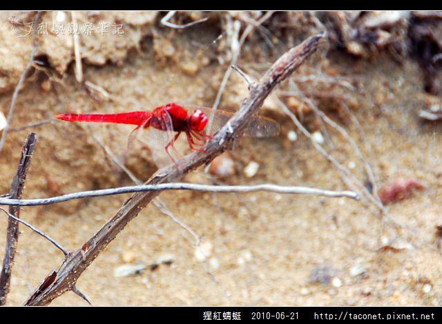 猩紅蜻蜓_10.jpg