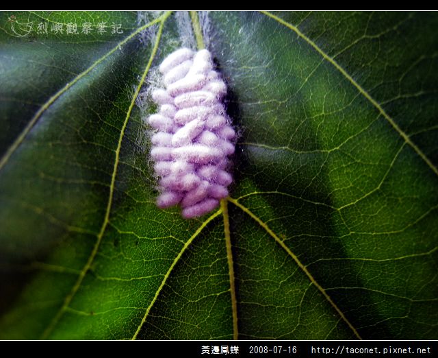 黃邊鳳蝶_13.jpg