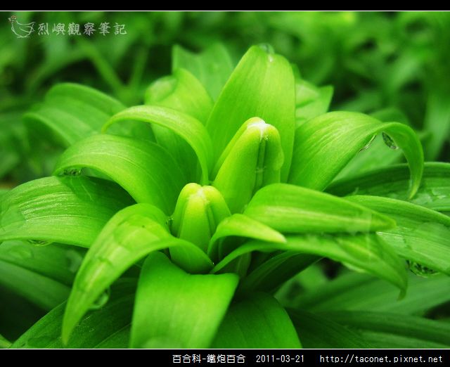 百合科-鐵炮百合_17.jpg