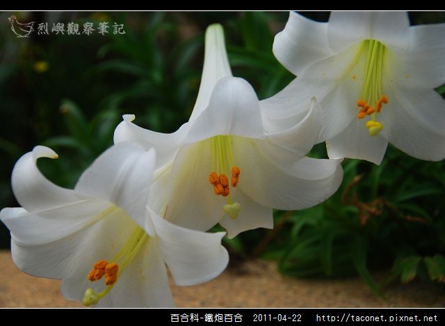 百合科-鐵炮百合_13.jpg
