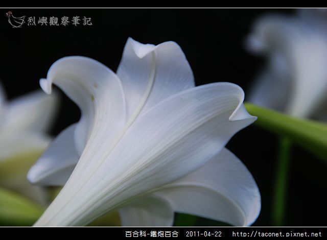 百合科-鐵炮百合_11.jpg