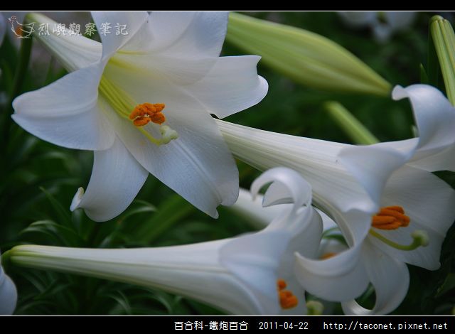 百合科-鐵炮百合_10.jpg