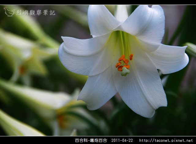 百合科-鐵炮百合_09.jpg