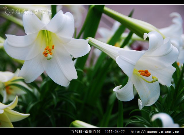 百合科-鐵炮百合_08.jpg