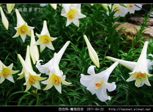 百合科-鐵炮百合_07.jpg