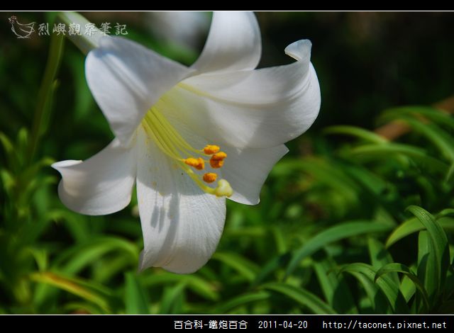 百合科-鐵炮百合_04.jpg