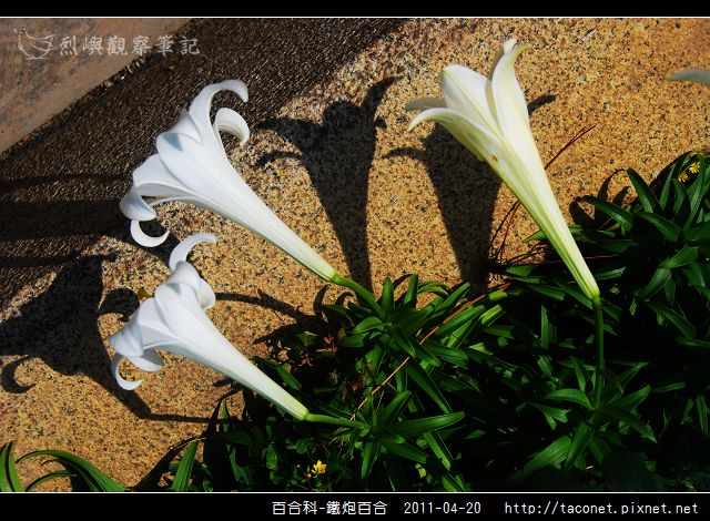 百合科-鐵炮百合_01.jpg