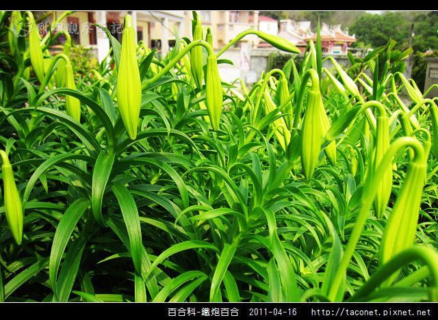 百合科-鐵炮百合_22.jpg
