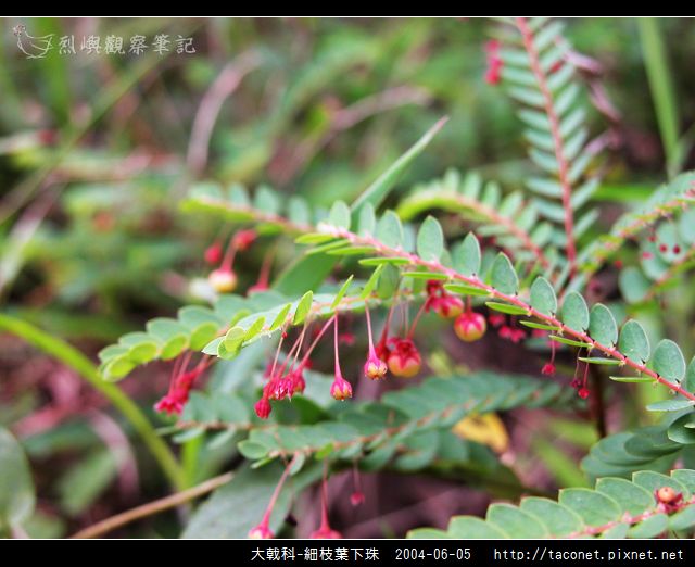 大戟科-細枝葉下珠_02.jpg