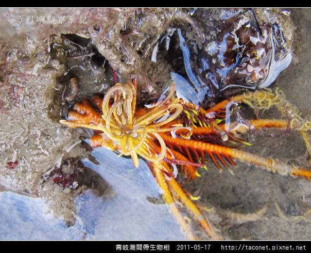 潮間帶生物_53.jpg