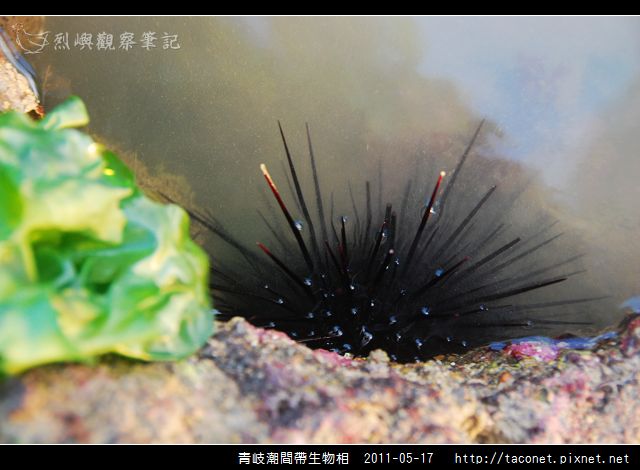 潮間帶生物_40.jpg