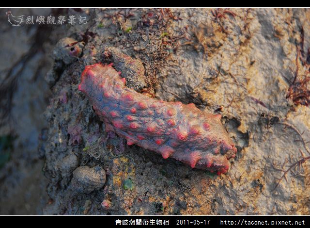 潮間帶生物_39.jpg