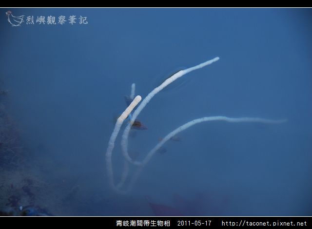 潮間帶生物_36.jpg