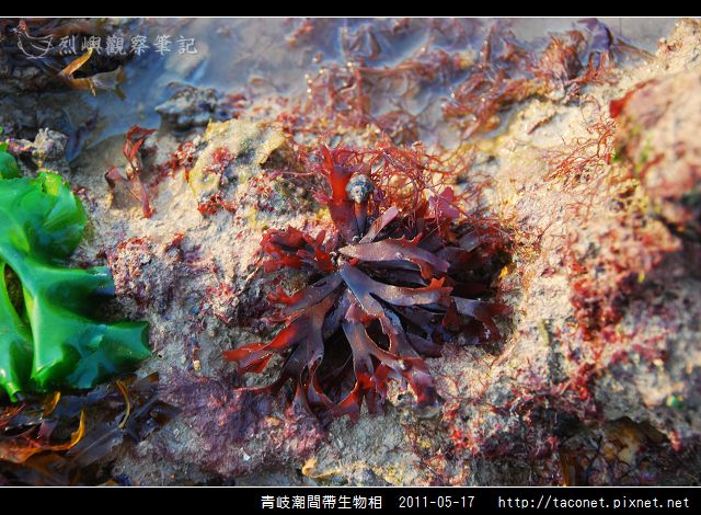 潮間帶生物_33.jpg