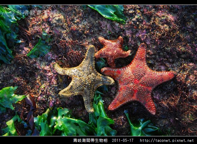 潮間帶生物_32.jpg